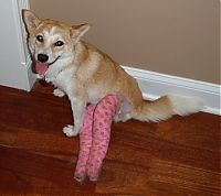 TopRq.com search results: injured animals