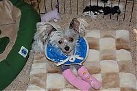 TopRq.com search results: injured animals