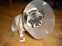 TopRq.com search results: injured animals