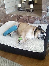 TopRq.com search results: injured animals