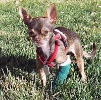 TopRq.com search results: injured animals