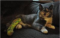 TopRq.com search results: injured animals