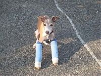 TopRq.com search results: injured animals