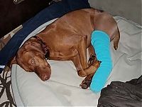 TopRq.com search results: injured animals