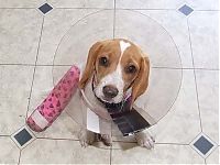 TopRq.com search results: injured animals