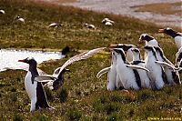 Fauna & Flora: bird attack on a small penguin