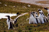 Fauna & Flora: bird attack on a small penguin