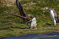 Fauna & Flora: bird attack on a small penguin