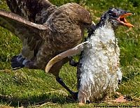 Fauna & Flora: bird attack on a small penguin