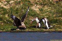 Fauna & Flora: bird attack on a small penguin