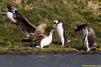 Fauna & Flora: bird attack on a small penguin