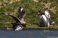 Fauna & Flora: bird attack on a small penguin