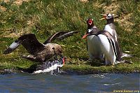 Fauna & Flora: bird attack on a small penguin