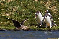 Fauna & Flora: bird attack on a small penguin