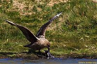 Fauna & Flora: bird attack on a small penguin