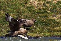 Fauna & Flora: bird attack on a small penguin