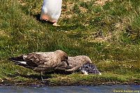 Fauna & Flora: bird attack on a small penguin