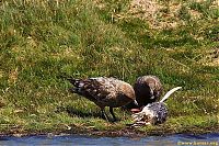 Fauna & Flora: bird attack on a small penguin