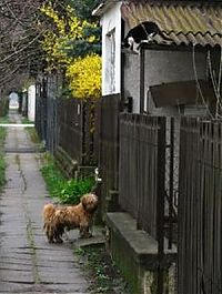 Fauna & Flora: dog and cat couple