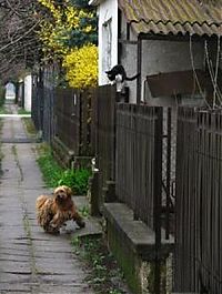 Fauna & Flora: dog and cat couple