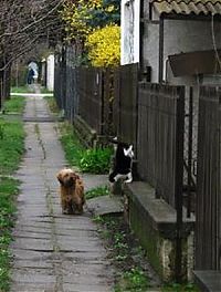 Fauna & Flora: dog and cat couple