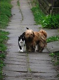 Fauna & Flora: dog and cat couple