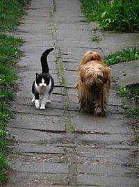 Fauna & Flora: dog and cat couple