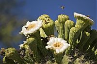 Fauna & Flora: Birds in the cactus