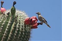 Fauna & Flora: Birds in the cactus