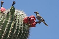 TopRq.com search results: Birds in the cactus