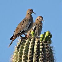 Fauna & Flora: Birds in the cactus