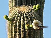 Fauna & Flora: Birds in the cactus