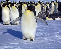 Fauna & Flora: penguins