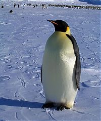 Fauna & Flora: penguins