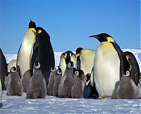 Fauna & Flora: penguins