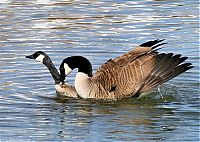 Fauna & Flora: goose swimming lesson