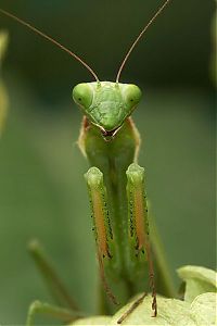 Fauna & Flora: mantis breakfast