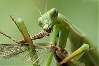 Fauna & Flora: mantis breakfast