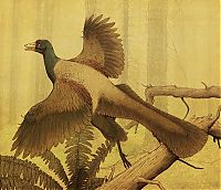 Fauna & Flora: Sauropods drawings