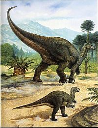 Fauna & Flora: Sauropods drawings