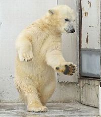 Fauna & Flora: dancing bear