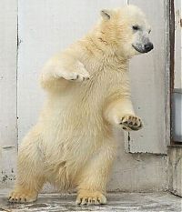 Fauna & Flora: dancing bear