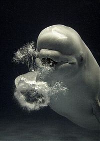 Fauna & Flora: Dolphin bubbles