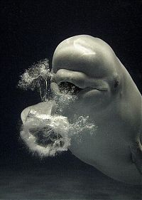 TopRq.com search results: Dolphin bubbles