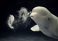 Fauna & Flora: Dolphin bubbles