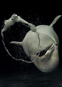 TopRq.com search results: Dolphin bubbles