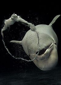 Fauna & Flora: Dolphin bubbles