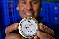 TopRq.com search results: Black caviar