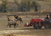 Fauna & Flora: deer defends his area against a tractor