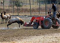 Fauna & Flora: deer defends his area against a tractor